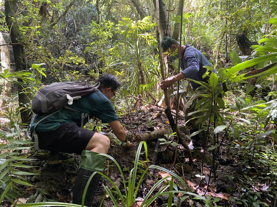 林試所國家植物園方舟計畫 囊稃竹回歸原生育地 保育成效初顯